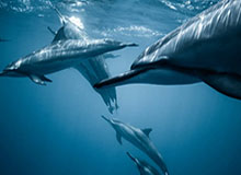 【英超】孙兴慜破门凯恩助攻 热刺2比0擒曼城升榜首